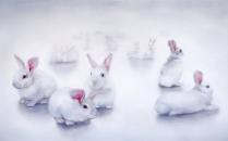 In the Rabbit Hole, 2020, 80 x 140 cm, Öl auf Baumwolle